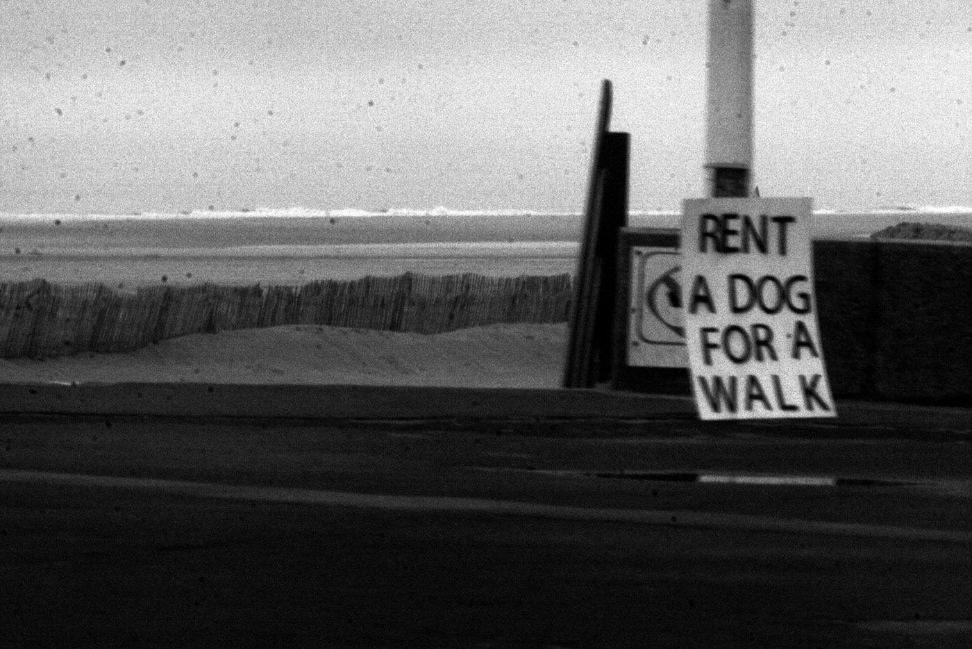 Rent a Dog (1), Elisa Pône