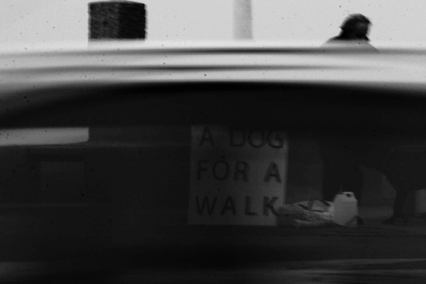 Rent a Dog (2), Elisa Pône