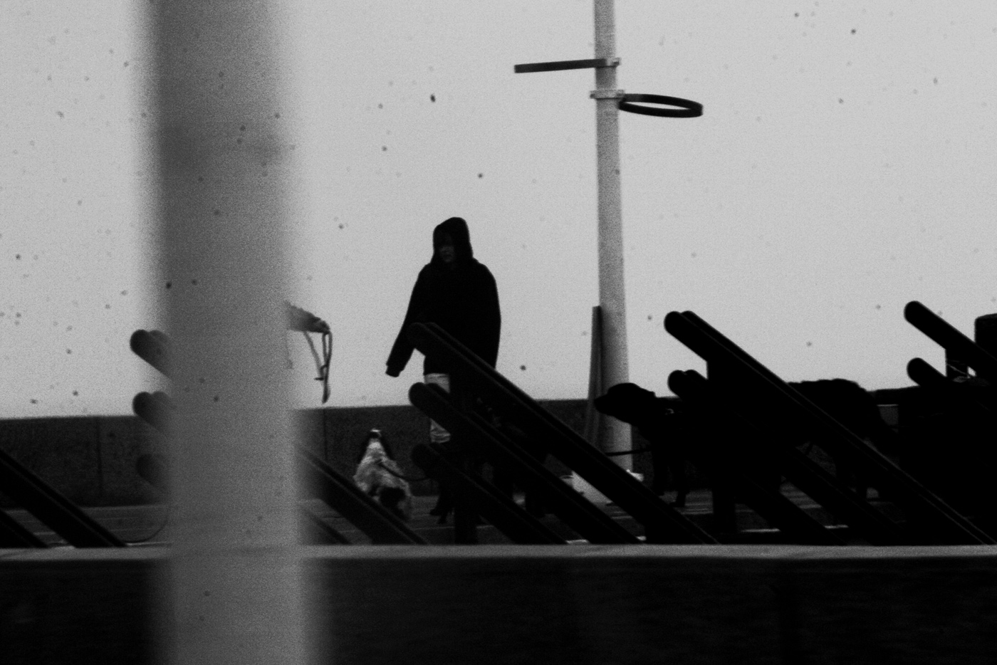 Rent a Dog (4), Elisa Pône