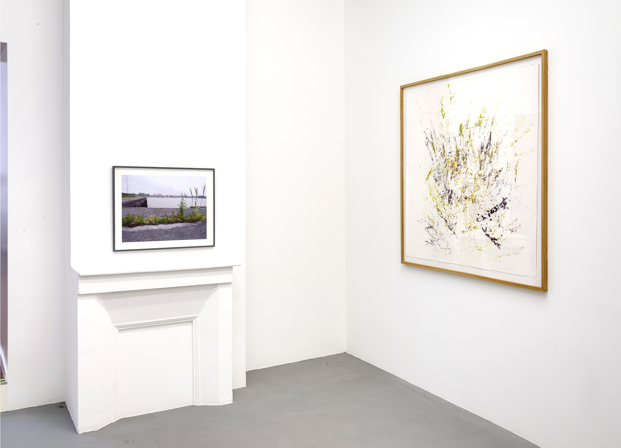 Maria Thereza Alves - Beyond the Painting / Unrejected Wild Flora